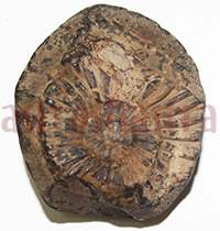 Shaligram 10774 55gm